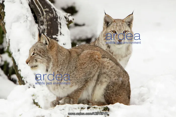 : European Lynx - two animals in snow : European Lynx - two animals in snow