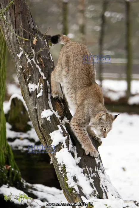 : European Lynx - climbing down tree stem, in winter : European Lynx - climbing down tree stem, in winter