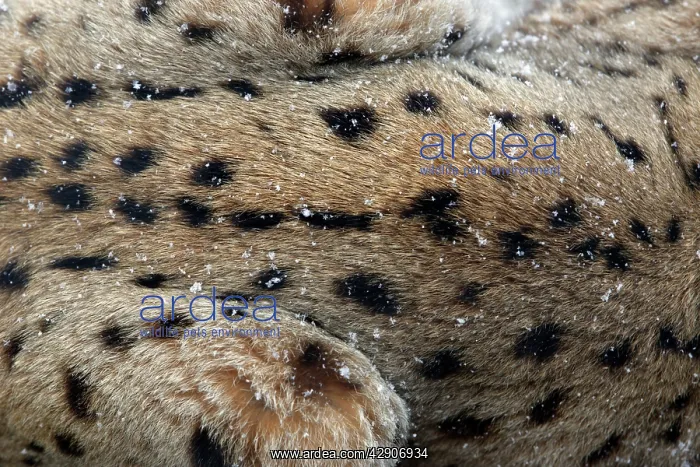: European Lynx - close up detail of fur, in winter : European Lynx - close up detail of fur, in winter