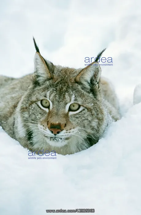 : European LYNX -crouched down in snow : European LYNX -crouched down in snow