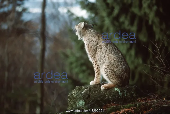 : European Lynx - Crying (mating time) : European Lynx - Crying (mating time)