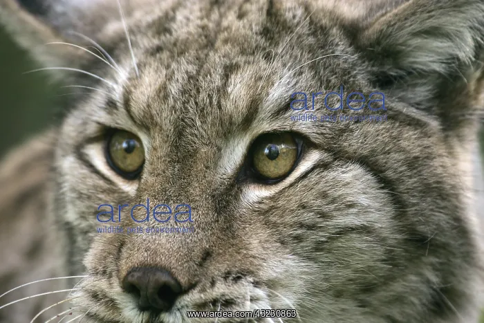  : European Lynx (felis lynx), Portrait of Adult, close