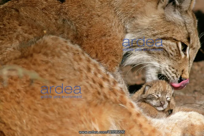 : European Lynx - female adult cleaning newborn kitten : European Lynx - female adult cleaning newborn kitten