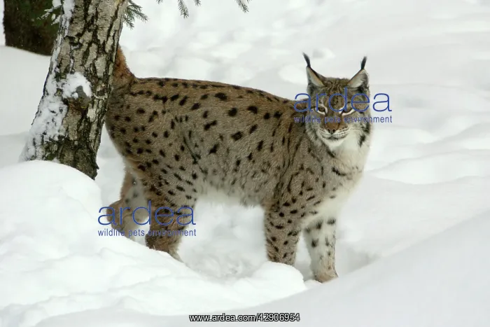 : European Lynx - female marking tree with scent : European Lynx - female marking tree with scent