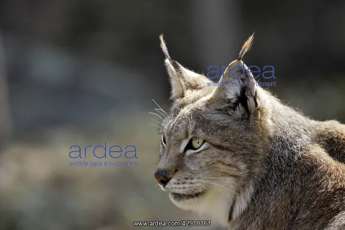 : European Lynx - Finland : European Lynx - Finland