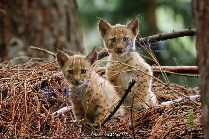 : European Lynx - kitten : European Lynx - kitten