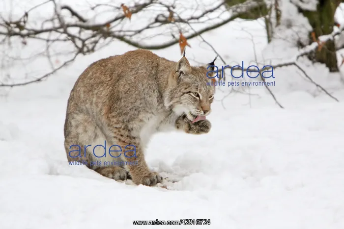 : European Lynx - licking its paws, in snow : European Lynx - licking its paws, in snow
