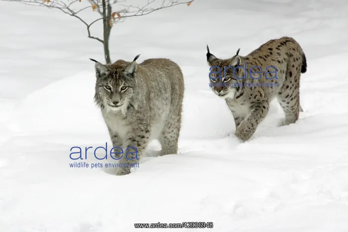 : European Lynx - male and female walking through snow, winter : European Lynx - male and female walking through snow, winter