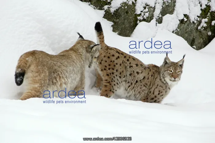 : European Lynx - male testing female for readiness : European Lynx - male testing female for readiness