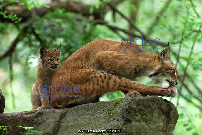 : European Lynx - mother with kitten : European Lynx - mother with kitten