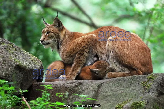 : European Lynx - mother nursing kitten : European Lynx - mother nursing kitten