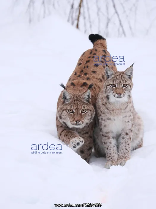  : European Lynx-old and young one close together
