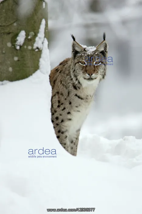 : European Lynx - peering out from behind tree : European Lynx - peering out from behind tree