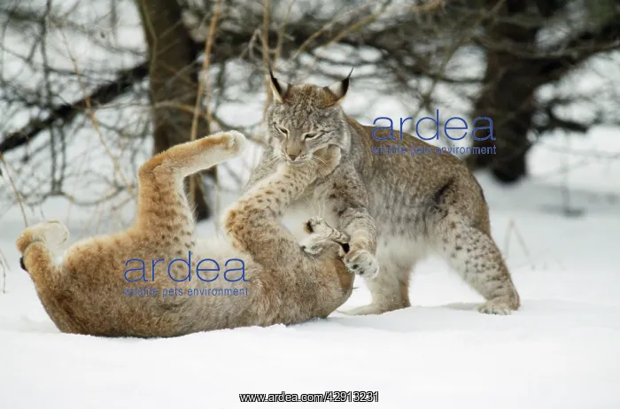 : European Lynx - play fighting : European Lynx - play fighting