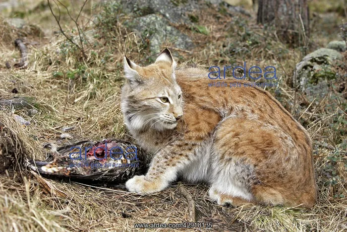 : European Lynx - with prey of capercaillie : European Lynx - with prey of capercaillie