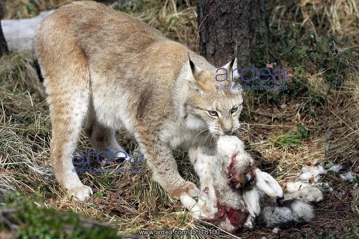 : European Lynx - with prey of hare : European Lynx - with prey of hare