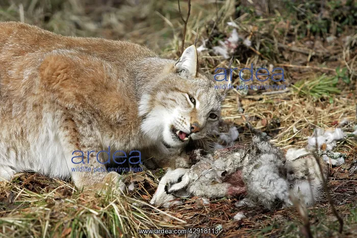 : European Lynx - with prey of hare : European Lynx - with prey of hare