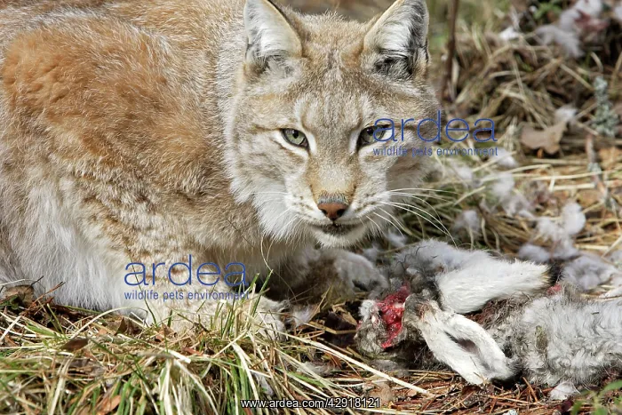 : European Lynx - with prey of hare : European Lynx - with prey of hare