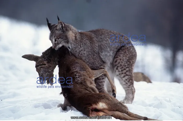  : European LYNX - with prey in mouth