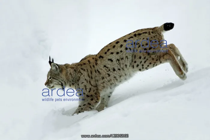 : European Lynx - running through deep snow, winter : European Lynx - running through deep snow, winter