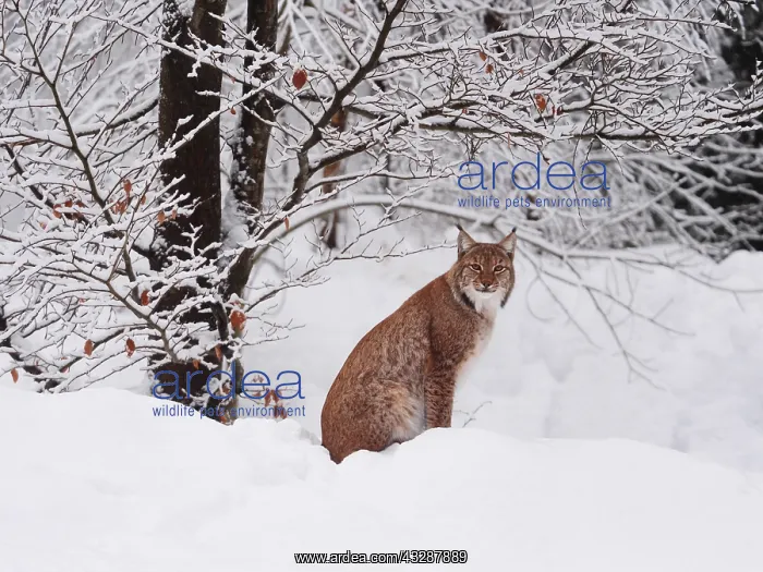 : European Lynx-sitting under a snow covered tree : European Lynx-sitting under a snow covered tree