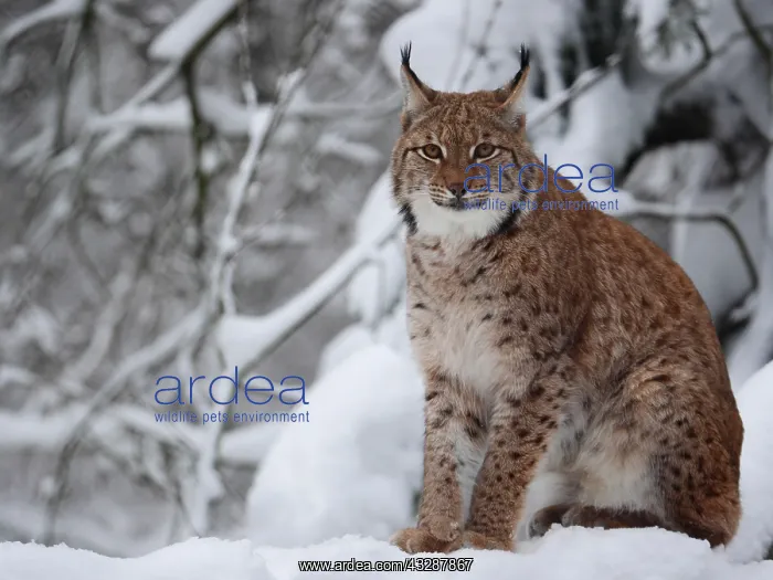 : European Lynx-sitting in snow and watching, Germany : European Lynx-sitting in snow and watching, Germany