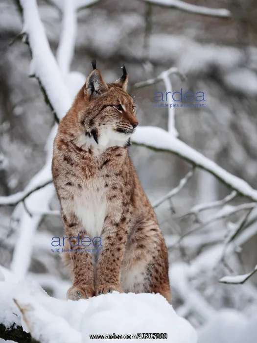 : European Lynx-sitting in snow and watching, Germany : European Lynx-sitting in snow and watching, Germany