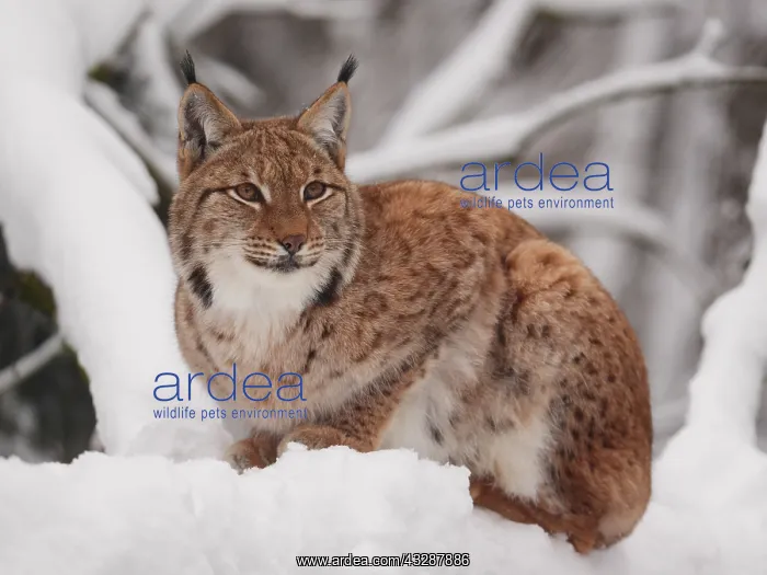 : European Lynx-sitting in snow and watching, Germany : European Lynx-sitting in snow and watching, Germany