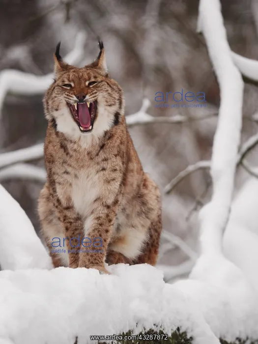 : European Lynx-sitting in snow and yawning, Germany : European Lynx-sitting in snow and yawning, Germany