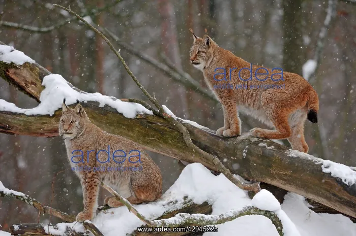 : European Lynx - in snow : European Lynx - in snow