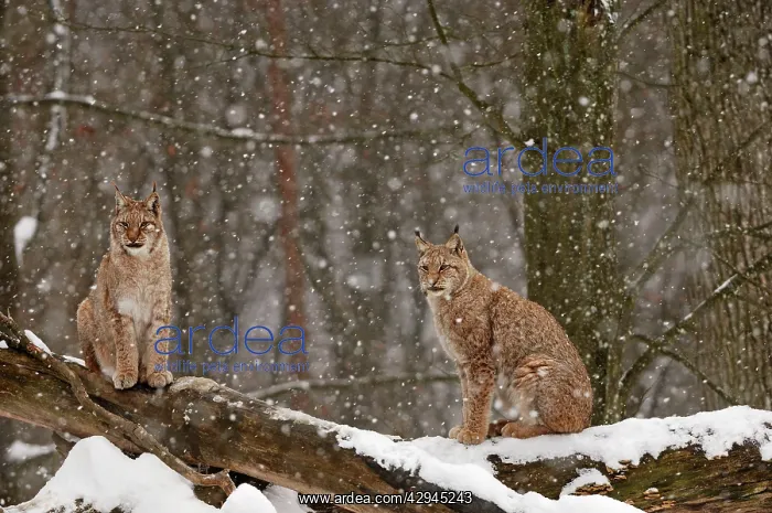 : European Lynx in snow : European Lynx in snow