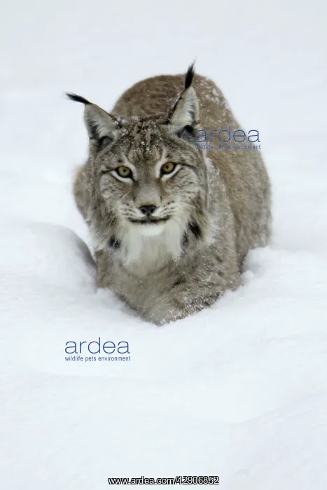 : European Lynx - standing in deep snow, winter : European Lynx - standing in deep snow, winter