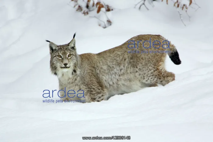  : European Lynx - standing in deep snow, winter
