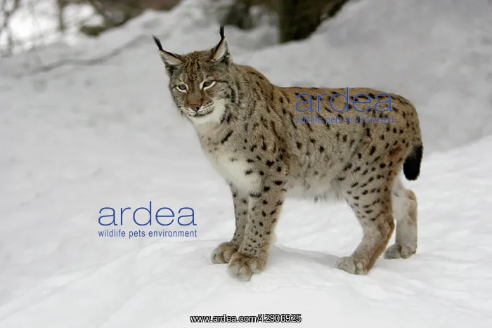 : European Lynx - standing in snow, winter : European Lynx - standing in snow, winter