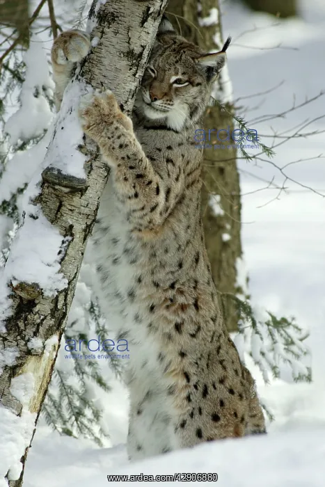 : European Lynx - stretching and scratching with : European Lynx - stretching and scratching with
