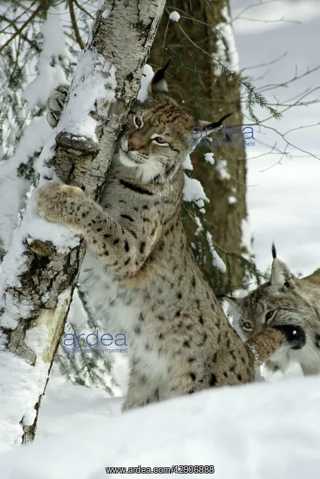: European Lynx - stretching and scratching with : European Lynx - stretching and scratching with
