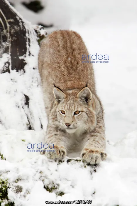 : European Lynx - stretching in snow : European Lynx - stretching in snow