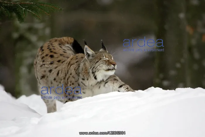 : European Lynx - stretching itself in the snow, winter : European Lynx - stretching itself in the snow, winter