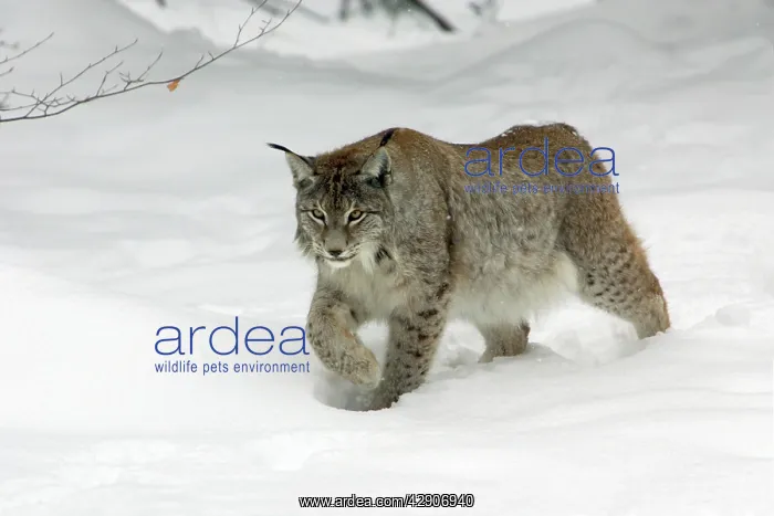 : European Lynx - striding through deep snow, winter : European Lynx - striding through deep snow, winter