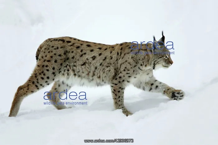 : European Lynx - walking through deep snow winter : European Lynx - walking through deep snow winter