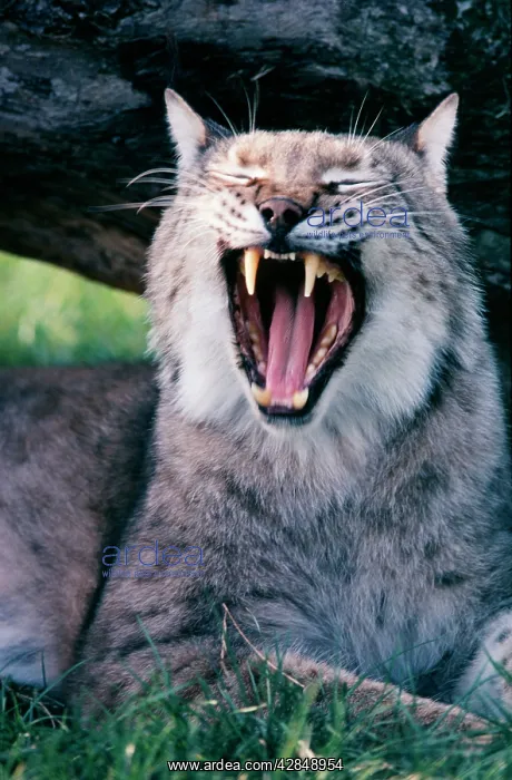  : European Lynx - yawning