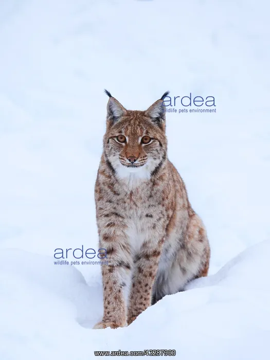 : European Lynx-young lynx sitting in snow and watching, German : European Lynx-young lynx sitting in snow and watching, German