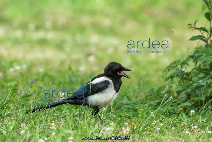 : EUROPEAN MAGPIE : EUROPEAN MAGPIE