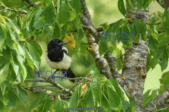 : EUROPEAN MAGPIE : EUROPEAN MAGPIE