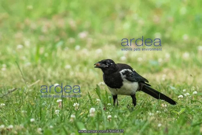 : EUROPEAN MAGPIE : EUROPEAN MAGPIE