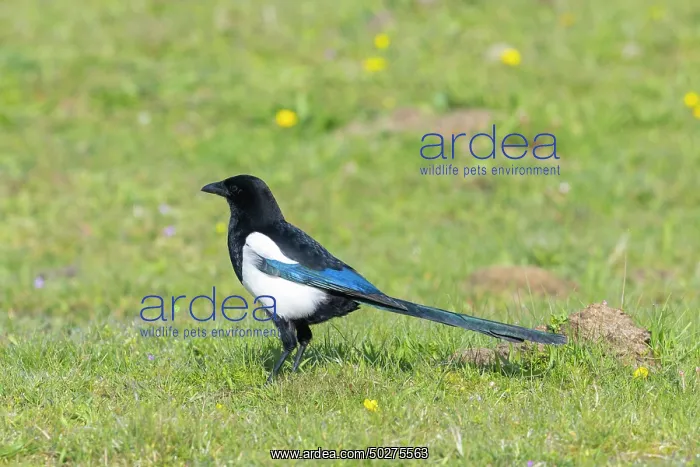 : European Magpie : European Magpie