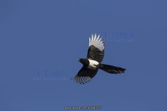 : European Magpie - adult bird in flight - Germany : European Magpie - adult bird in flight - Germany