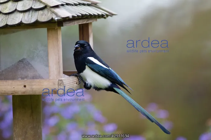 : European Magpie - at bird feeding station : European Magpie - at bird feeding station
