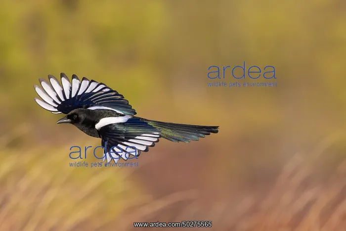 : European Magpie flight : European Magpie flight
