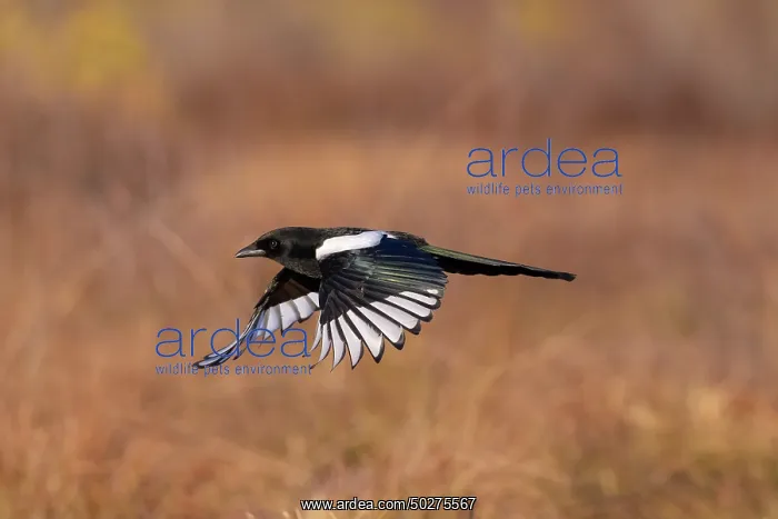 : European Magpie flight : European Magpie flight
